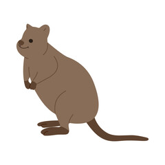 quokka  single 1 cute on white background, vector illustration. 