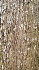 Obraz premium Photo high-quality free bark photo for background and texture