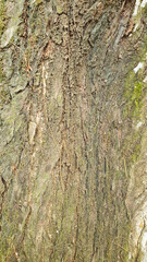 Photo high-quality free bark photo for background and texture