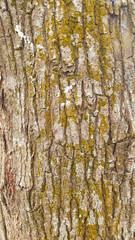 Obraz premium Photo high-quality free bark photo for background and texture