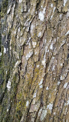 Obraz premium Photo high-quality free bark photo for background and texture