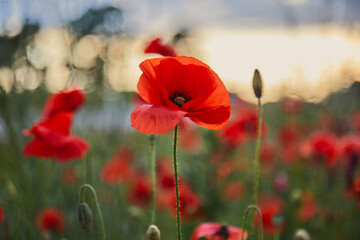 Red poppies in a poppies field. Remembrance or armistice day.