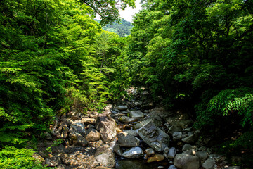 The beautiful landscape, early summer mountain landscape.