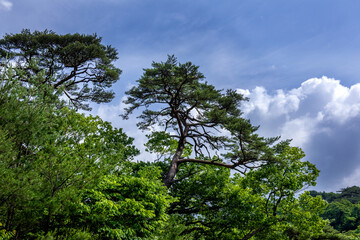 Fototapeta premium The beautiful landscape, early summer mountain landscape.