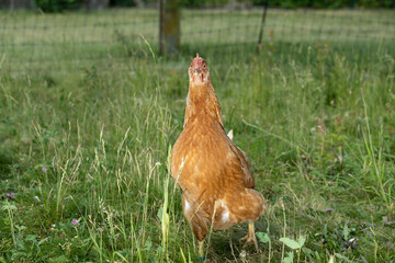 huhn