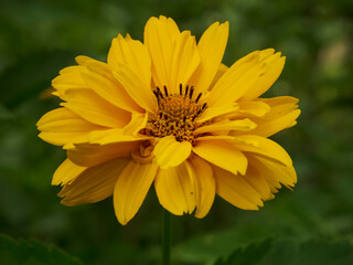 Closeup photo of a yellow heliopsis flower against a dark green background