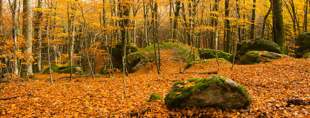 Vetusta beech forest of Cimino mount in autumn, with moss covered rocks. Banner made with foliage...