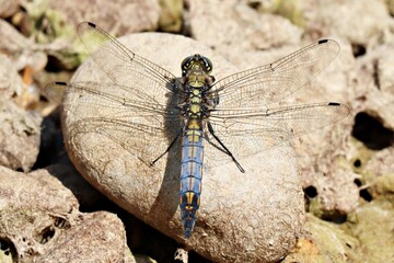 Black Tailed Skimmer Dragonfly (orthetrum cancellatum at rest on a rock