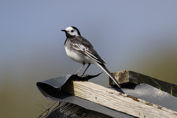 Pied Wagtail (motacilla alba) on top of the hide