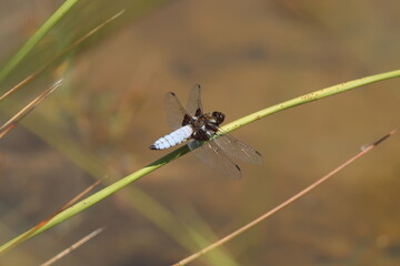 Broad bodied chaser (libellula depresso) at rest on a reed.