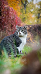 Cute siberian cat sitting on the fallen leaves in the autumn garden