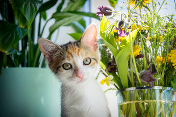In the apartment on the windowsill, a little kitten sniffs wild flowers.