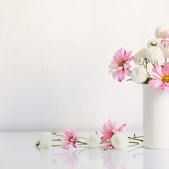 white and pink  chrysanthemums in vase on white background