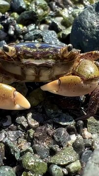 macro video about life under water small crab sits clattering its claws defends itself from a camera that is very close its mouth 