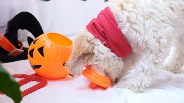 Halloween dog. Funny lagotto romagnolo eats halloween jack pumpkin treats puppy in halloween decor with pumpkin jack lantern. Preparing to celebrate halloween. Scary decorations, holiday. Slow motion