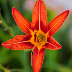 morning view of a orange daylily in the south garden