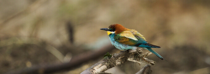 Bee-eater (Merops apiaster). Beautiful colourful bird. The European bee-eater perched on the branch, sweet songbird.