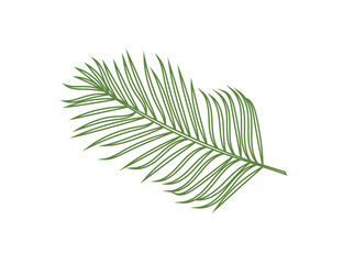 Palm (dracaena) leaf isolated on white background. Nature. Vector icon - 616090106
