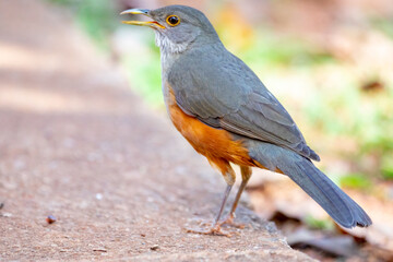Picture of a beautiful Rufous-bellied Thrush bird! (Turdus rufiventris ) 