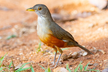 Fototapeta premium Picture of a beautiful Rufous-bellied Thrush bird! (Turdus rufiventris ) 