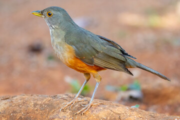 Picture of a beautiful Rufous-bellied Thrush bird! (Turdus rufiventris ) "sabi&aacute; laranjeira"