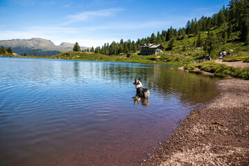 Obraz na płótnie Canvas dog near lake in the mountains