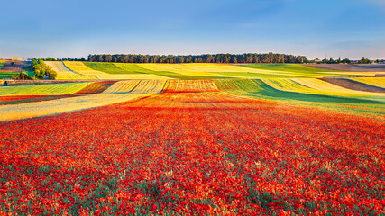 Fields of crops and poppies forming colorful bands, in spring, in the La Sagra region of Toledo (Spain). - obrazy, fototapety, plakaty