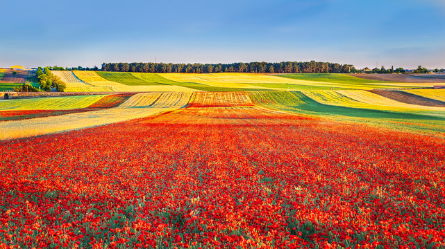 Fields of crops and poppies forming colorful bands, in spring, in the La Sagra region of Toledo (Spain).