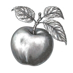 apple vector illustration engraving isolated on white