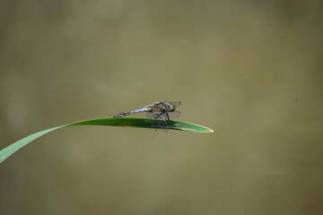 Scarce chaser, a big blue Dragonfly