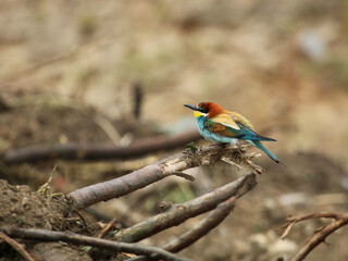 Bee eater (Merops apiaster). Beautiful colourful bird. The European bee-eater on the flyght, cute flufy bird.