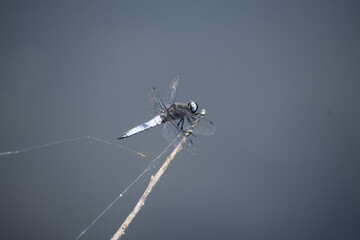 Scarce chaser, a big blue Dragonfly