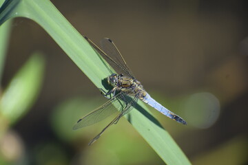 Scarce chaser, a big blue Dragonfly