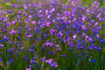 Obraz premium various field grasses and flowers on the background of the setting sun