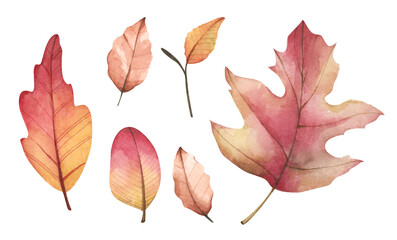 Collection of multicolored fallen autumn leaves. Isolated on white background. Watercolor illustration.