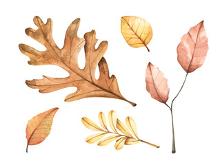 Obraz premium Collection of multicolored fallen autumn leaves. Isolated on white background. Watercolor illustration.