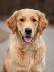 close-up portrait of dog golden retriever labrador in autumn in autumn park