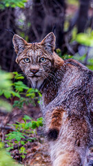 カナダオオヤマネコ / Lynx canadensis / Canada / Yukon