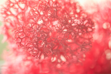 Macro red stabilized reindeer moss. Blur and selective focus