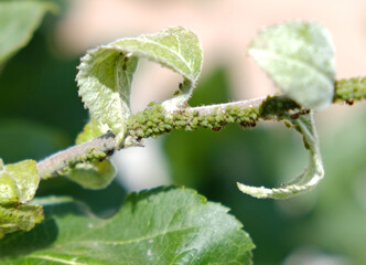 Close-up of Aphid colony - Aphididae and ants - on aple tree leaf. Macro photo of insect pest - plant lice, greenfly, blackfly or whitefly - sucking juice from plant.