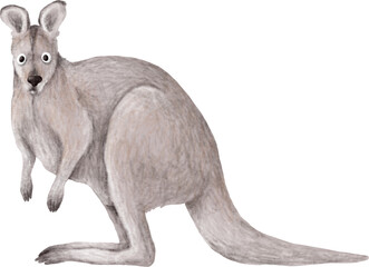 Eastern grey kangaroo illustration isolated on white