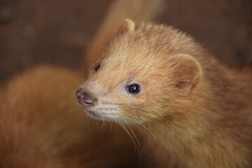 Looking Directly into the Face of a Cinnamon Ferret