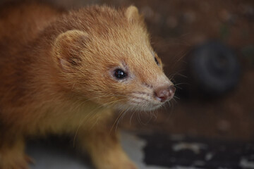Adorable Cinnamon Ferret with a Pink Nose