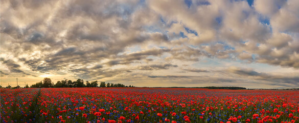 Red poppies in a poppies field. Remembrance or armistice day. - obrazy, fototapety, plakaty