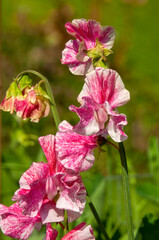 Lathyrus odoratus or sweet pea, is native to Sicily, southern Italy and the Aegean Islands. It is an annual climbing plant, the leaves are pinnate with two leaflets and a terminal tendril, which twine
