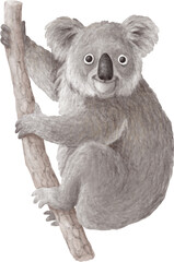 Koala illustration isolated on white