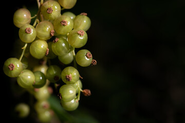 Close-up of small, unripe and green currants. The berries grow on the bush. The background is dark with room for text