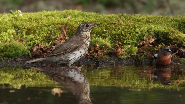 Ptaki przy leśnym wodopoju - śpiewak (Turdus philomelos), paszkot (Turdus viscivorus), grubodzi&oacute;b (Coccothraustes coccothraustes), zięba (Fringilla coelebs)