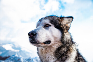 Alaskan malamute close-up of the head