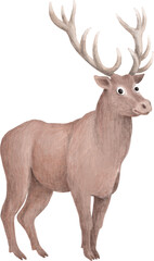Naklejka na ściany i meble Red deer illustration isolated on white